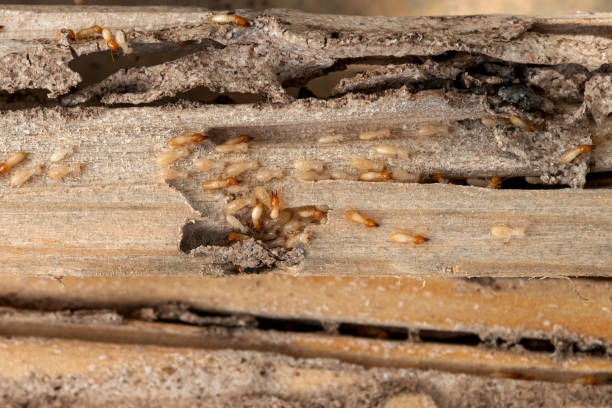 Best Pest Control Near Me in Ruch, OR